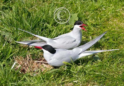 Pair of Nesting  Arctic Turns DM1508